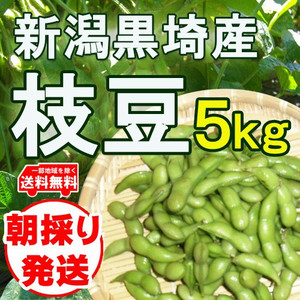 黒埼産枝豆